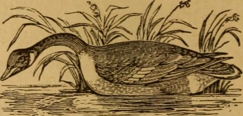 An illustration from The fountain; with jets of new meanings, 1870, leaf 56