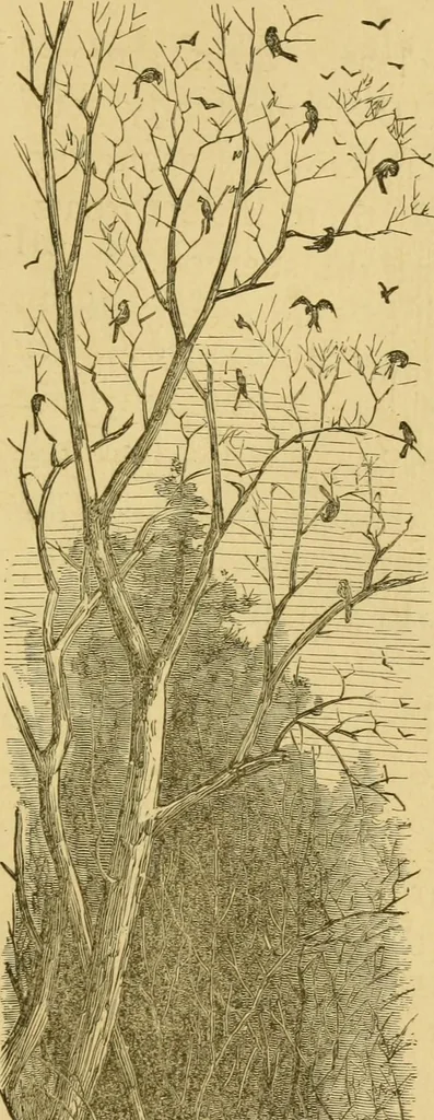 An illustration from Four months in a sneak-box. A boat voyage of 2600 miles down the Ohio and Mississippi rivers, 1879, leaf 148