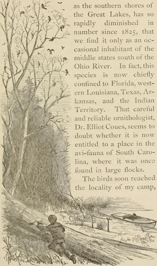 An illustration from Four months in a sneak-box : a boat voyage of 2600 miles down the Ohio and Mississippi Rivers, and along the Gulf of Mexico, 1879, leaf 142
