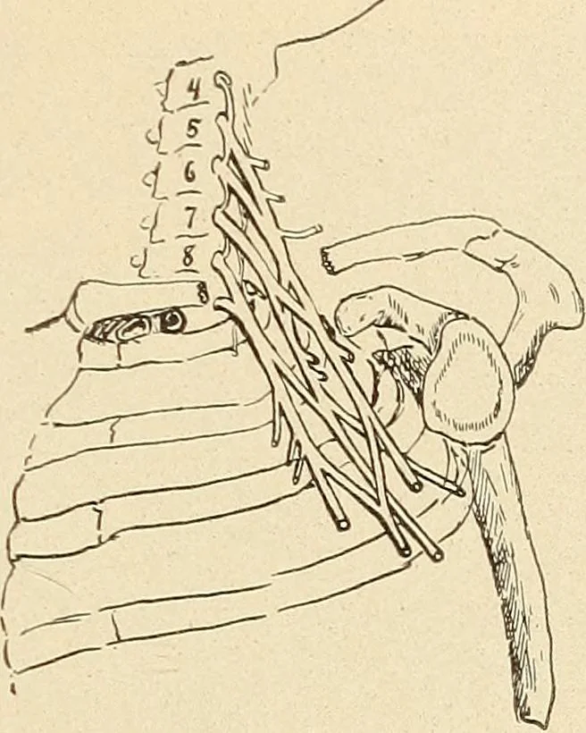 An illustration from Fractures and dislocations, diagnosis and treatment, 1915, leaf 44