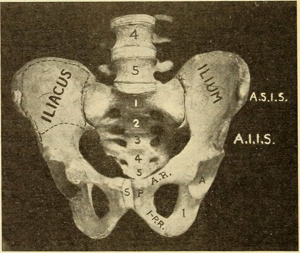 An illustration from Fractures and dislocations, diagnosis and treatment, 1915, leaf 523