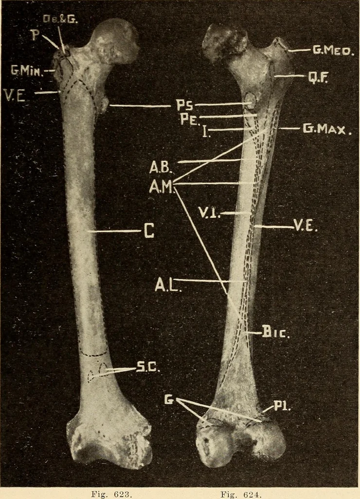 An illustration from Fractures and dislocations, diagnosis and treatment, 1915, leaf 590