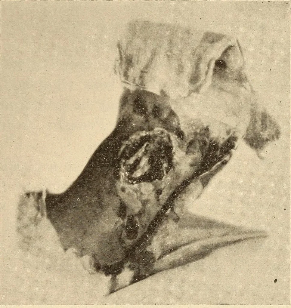 An illustration from Fractures and dislocations, diagnosis and treatment, 1915, leaf 746