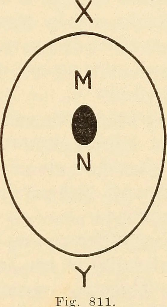 An illustration from Fractures and dislocations, diagnosis and treatment, 1915, leaf 772