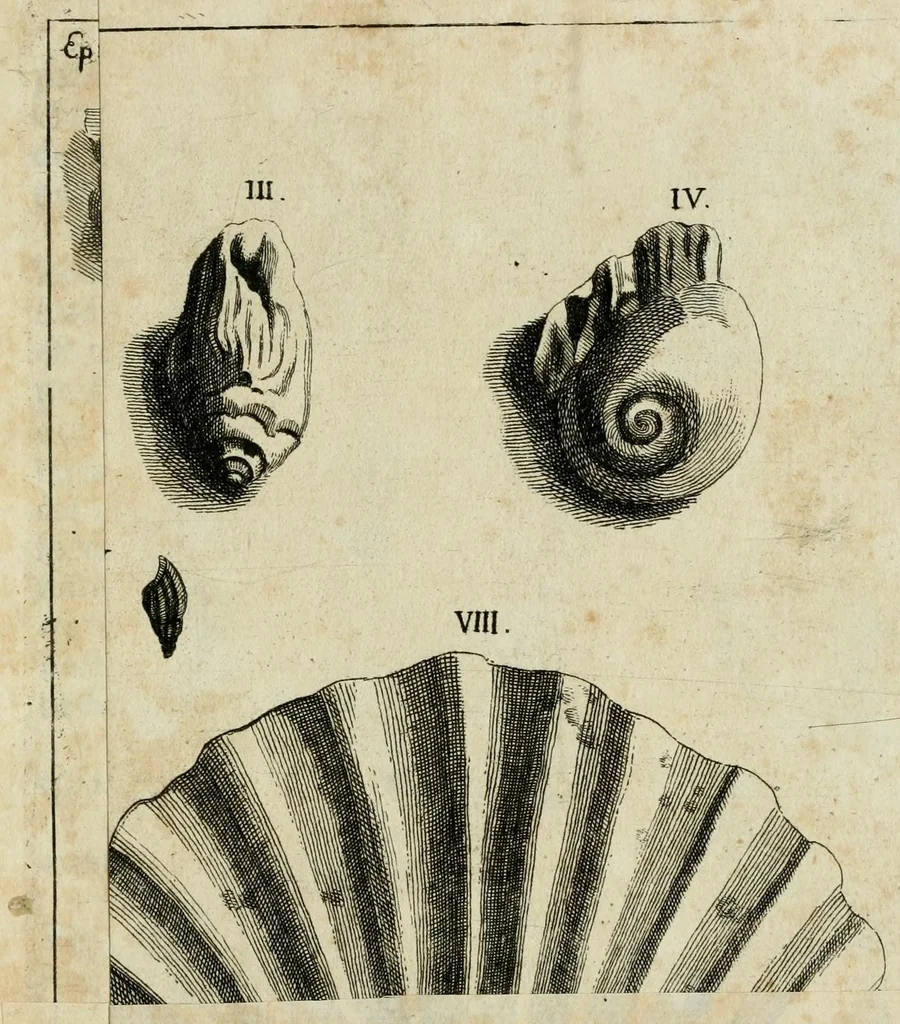 An illustration from Franc. Ern. Bruckmanni, med. doct. acad. caesar. nat. cur. et soc., reg. Pruss. Scient. Colleg. et practic. Wolffenb. Epistola itineraria I-[XII] .., 1728, leaf 115