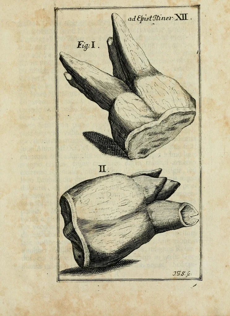 An illustration from Franc. Ern. Bruckmanni, med. doct. acad. caesar. nat. cur. et soc., reg. Pruss. Scient. Colleg. et practic. Wolffenb. Epistola itineraria I-[XII] .., 1728, leaf 125
