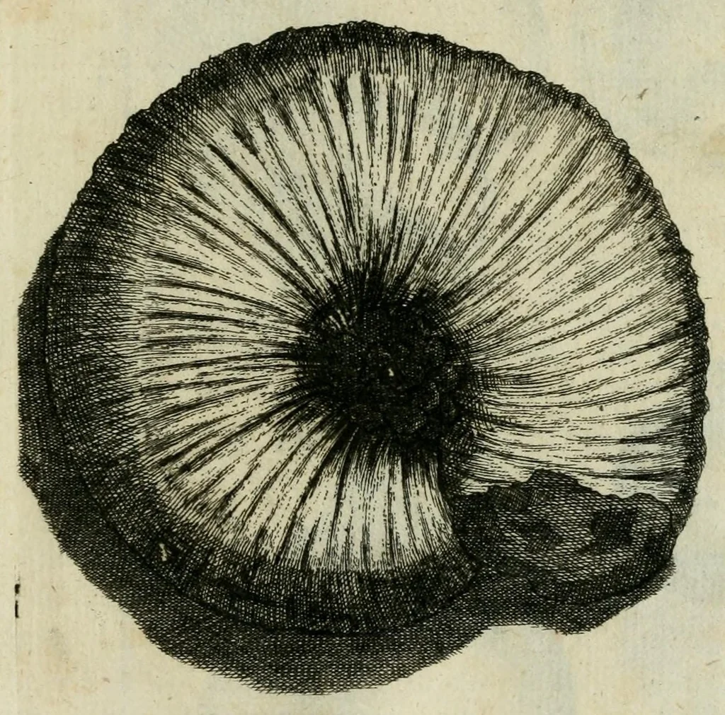 An illustration from Franc. Ern. Bruckmanni, med. doct. acad. caesar. nat. cur. et soc., reg. Pruss. Scient. Colleg. et practic. Wolffenb. Epistola itineraria I-[XII] .., 1728, leaf 73