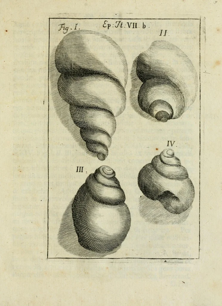 An illustration from Franc. Ern. Bruckmanni, med. doct. acad. caesar. nat. cur. et soc., reg. Pruss. Scient. Colleg. et practic. Wolffenb. Epistola itineraria I-[XII] .., 1728, leaf 75