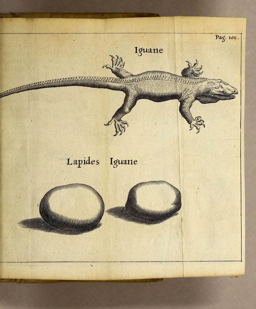 An illustration from Francesci Redi, nobilis Aretini, Experimenta circa res diversas naturales, speciatim illas, quae ex Indiis adfernatur. : Ex Italico Latinate donata, 1675, leaf 117