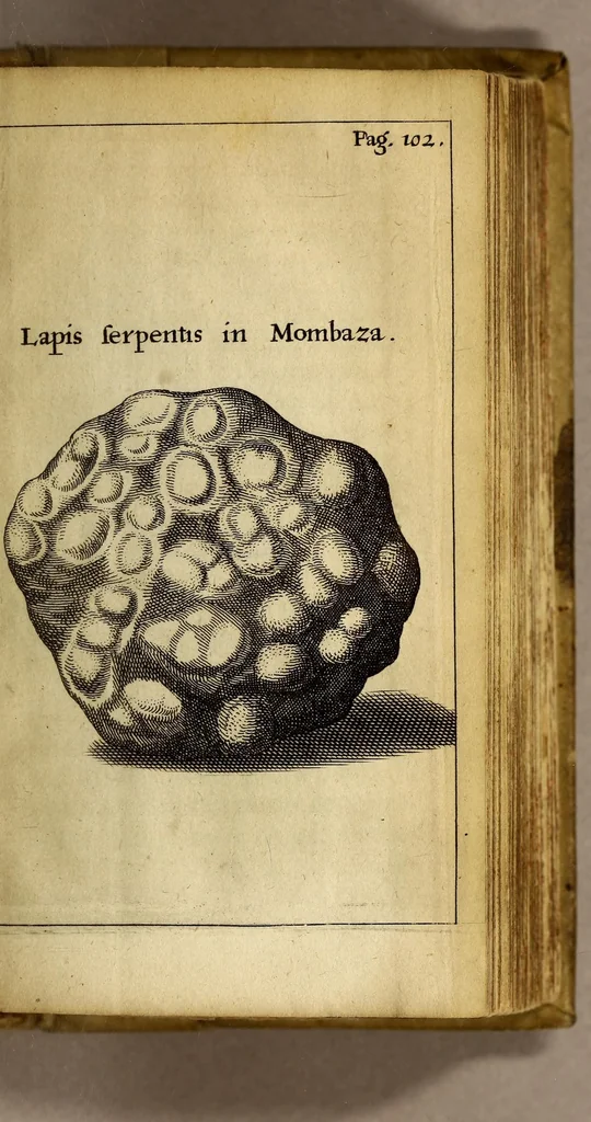 An illustration from Francesci Redi, nobilis Aretini, Experimenta circa res diversas naturales, speciatim illas, quae ex Indiis adfernatur. : Ex Italico Latinate donata, 1675, leaf 121