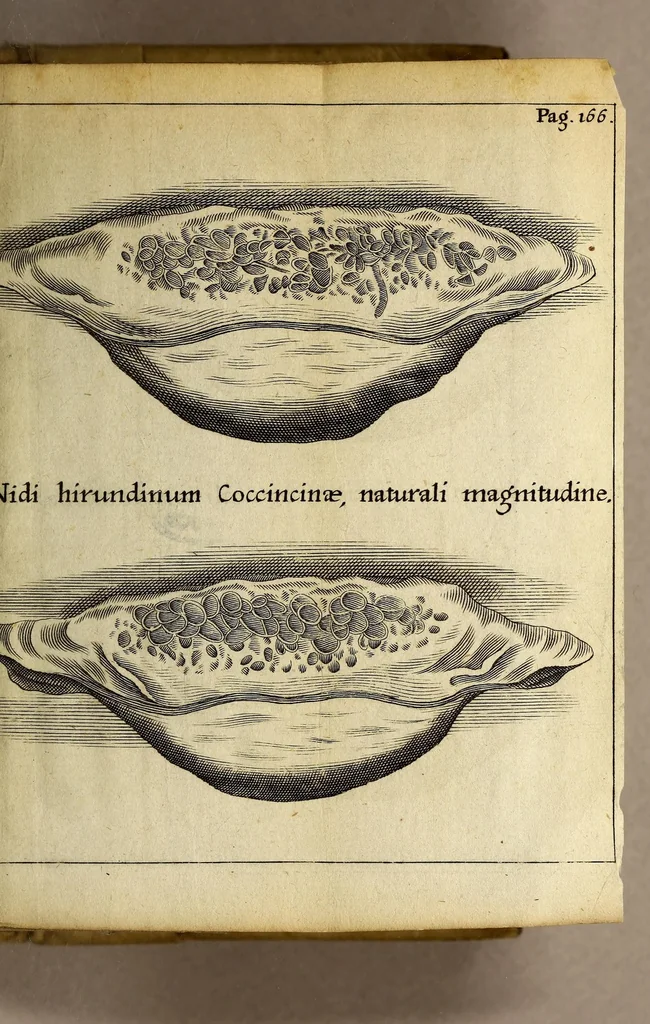 An illustration from Francesci Redi, nobilis Aretini, Experimenta circa res diversas naturales, speciatim illas, quae ex Indiis adfernatur. : Ex Italico Latinate donata, 1675, leaf 187