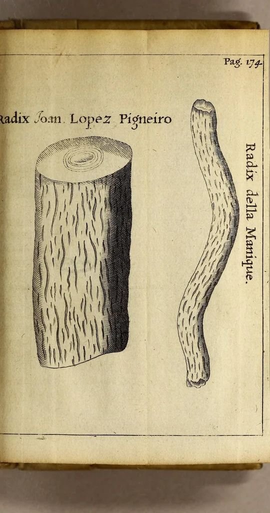 An illustration from Francesci Redi, nobilis Aretini, Experimenta circa res diversas naturales, speciatim illas, quae ex Indiis adfernatur. : Ex Italico Latinate donata, 1675, leaf 201