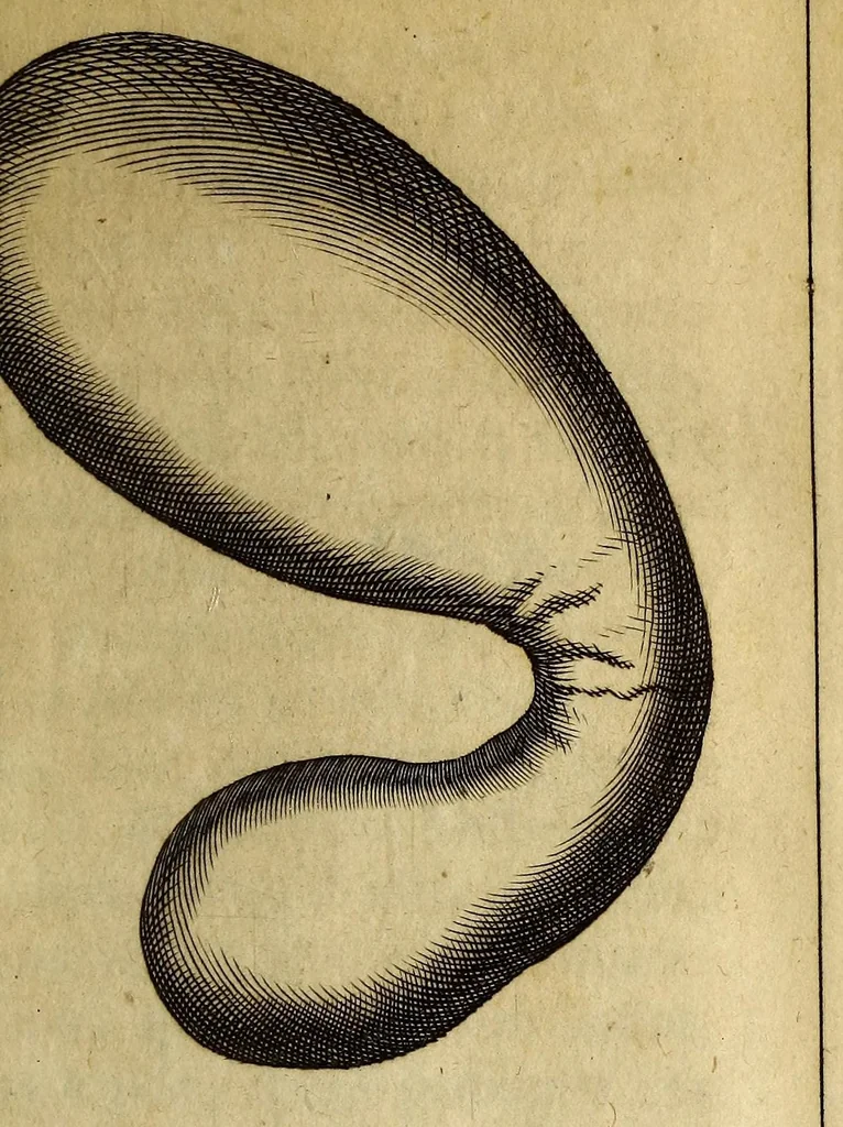 An illustration from Francesci Redi, nobilis Aretini, Experimenta circa res diversas naturales, speciatim illas, quae ex Indiis adfernatur. : Ex Italico Latinate donata, 1675, leaf 453