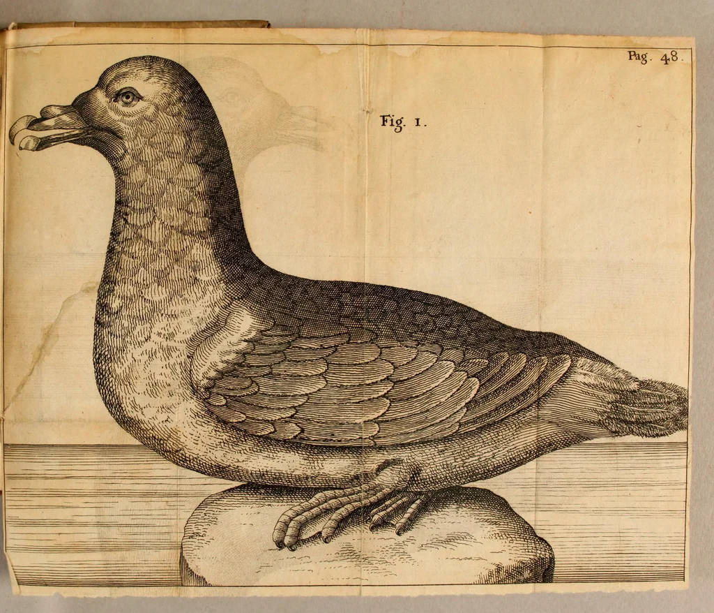 An illustration from Francesci Redi, nobilis Aretini, Experimenta circa res diversas naturales, speciatim illas, quae ex Indiis adfernatur. : Ex Italico Latinate donata, 1675, leaf 485