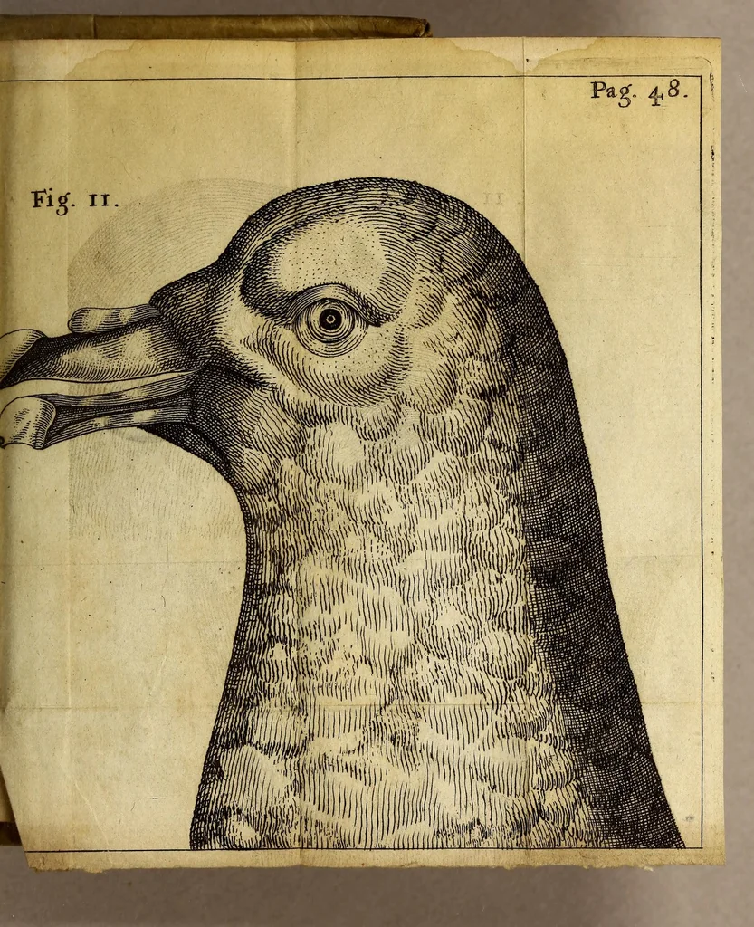 An illustration from Francesci Redi, nobilis Aretini, Experimenta circa res diversas naturales, speciatim illas, quae ex Indiis adfernatur. : Ex Italico Latinate donata, 1675, leaf 487