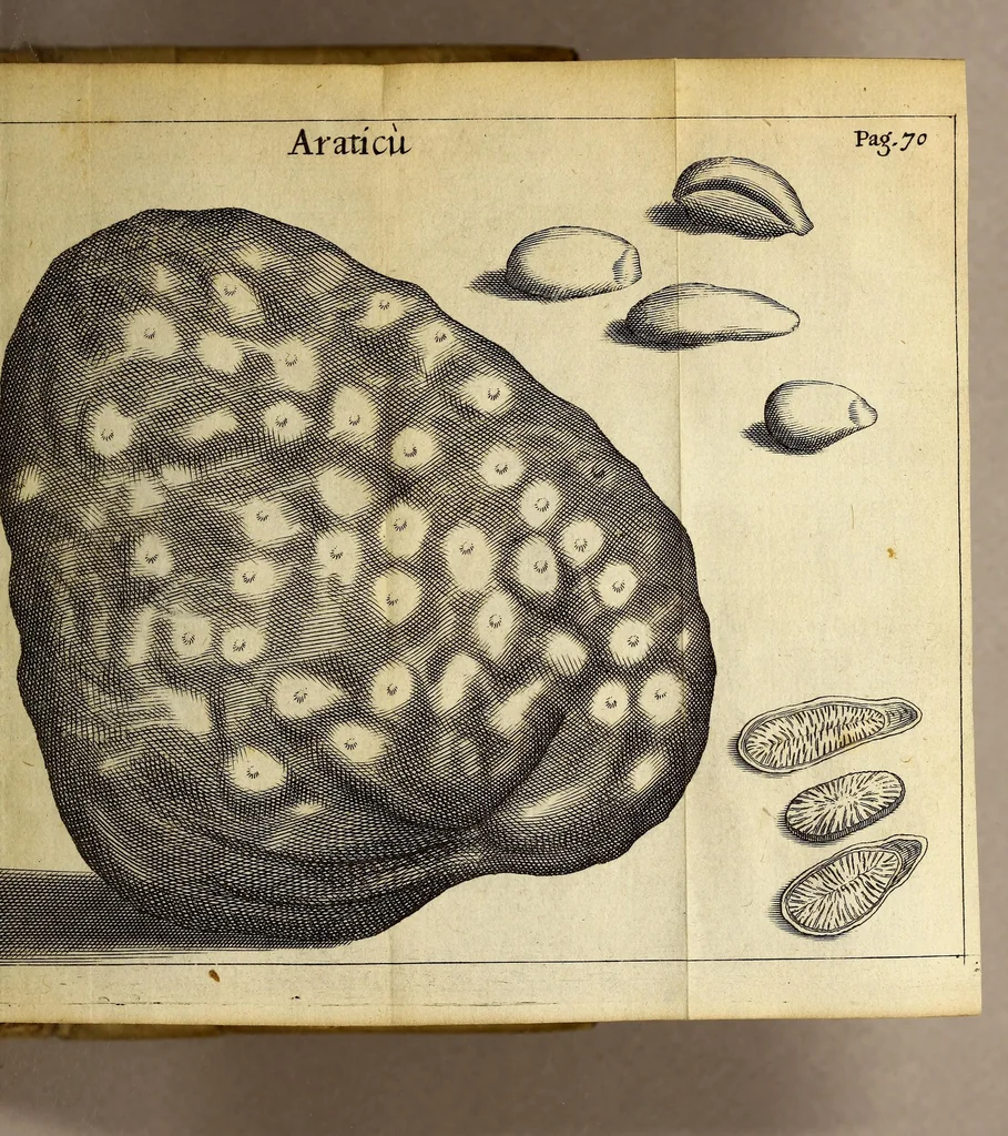 An illustration from Francesci Redi, nobilis Aretini, Experimenta circa res diversas naturales, speciatim illas, quae ex Indiis adfernatur. : Ex Italico Latinate donata, 1675, leaf 83