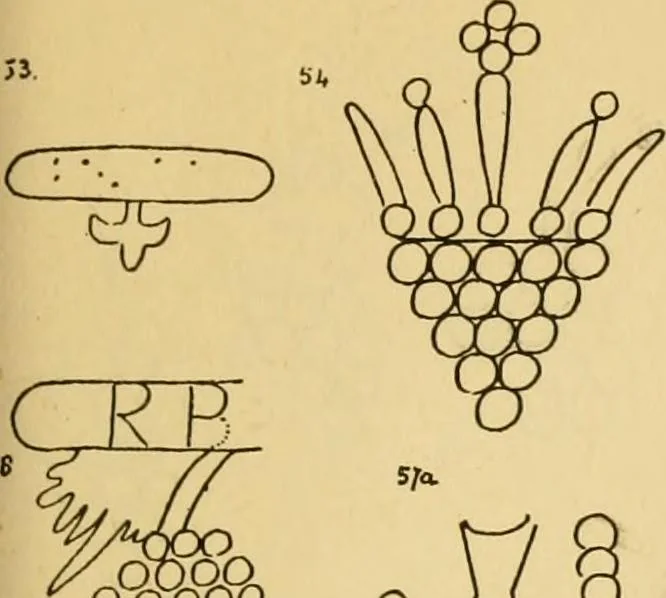 An illustration from Francis Bacon and his secret society. An attempt to collect and unite the lost links of a long and strong chain, 1891, leaf 391
