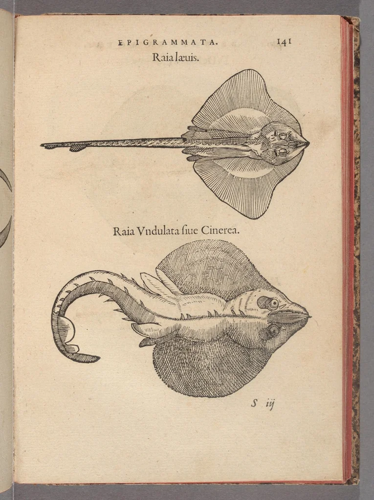 An illustration from Francisci Bovssveti Svrregiani doctoris medici, De natvra aqvatilivm carmen : in vniuersam Gvlielmi Rondeletii doctoris medici, & medicinae in schola Monspeliensi professoris regij celeberrimi historiae, quam de aquatilibus scripsit: Cum veris & natiuis eorum iconibus: Opusculum nunquàm hactenus typis excussum, 1558, leaf 165
