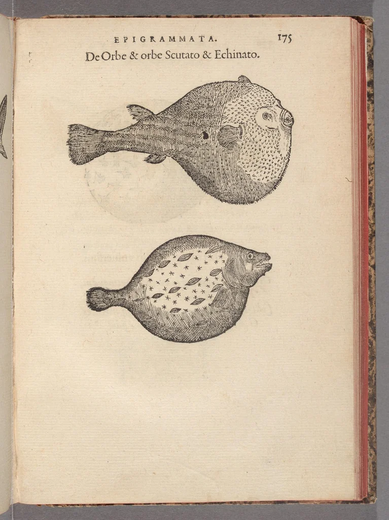 An illustration from Francisci Bovssveti Svrregiani doctoris medici, De natvra aqvatilivm carmen : in vniuersam Gvlielmi Rondeletii doctoris medici, & medicinae in schola Monspeliensi professoris regij celeberrimi historiae, quam de aquatilibus scripsit: Cum veris & natiuis eorum iconibus: Opusculum nunquàm hactenus typis excussum, 1558, leaf 199