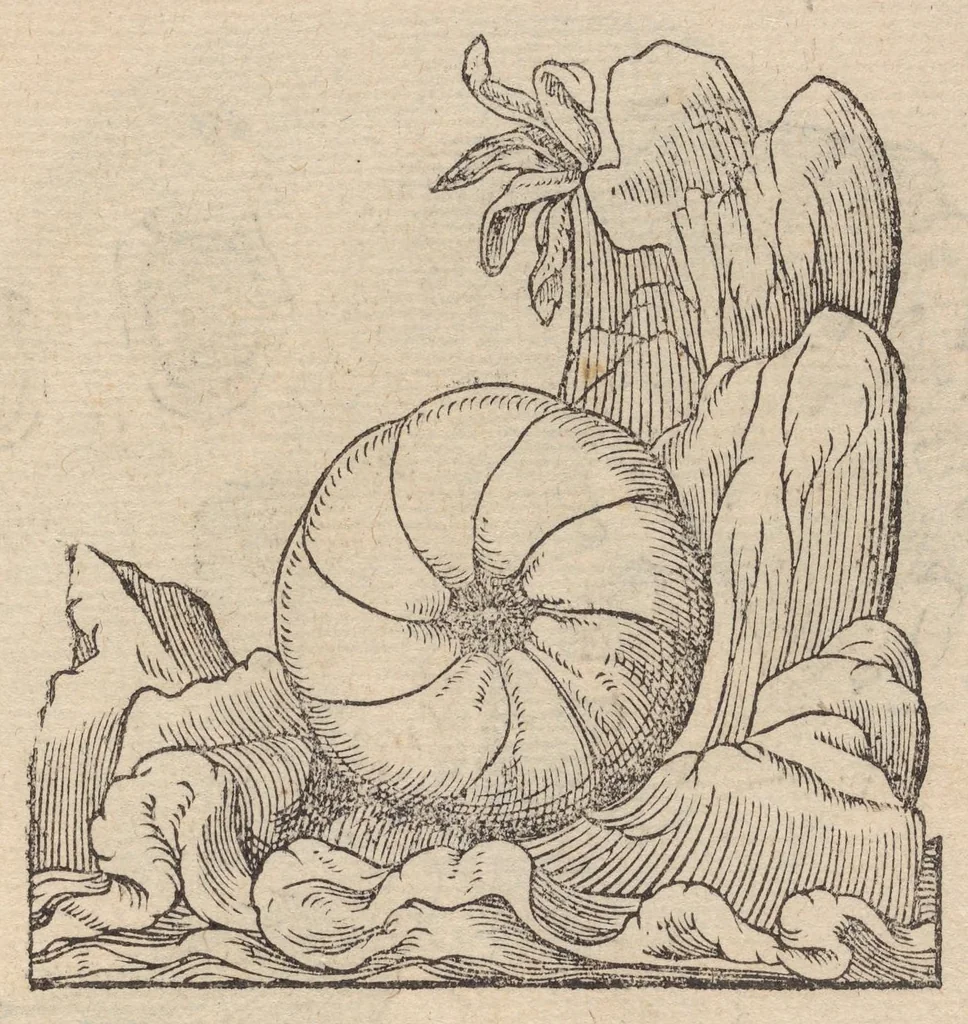 An illustration from Francisci Bovssveti Svrregiani doctoris medici, De natvra aqvatilivm carmen : in vniuersam Gvlielmi Rondeletii doctoris medici, & medicinae in schola Monspeliensi professoris regij celeberrimi historiae, quam de aquatilibus scripsit: Cum veris & natiuis eorum iconibus: Opusculum nunquàm hactenus typis excussum, 1558, leaf 231