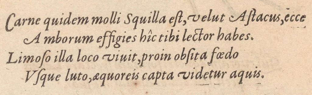An illustration from Francisci Bovssveti Svrregiani doctoris medici, De natvra aqvatilivm carmen : in vniuersam Gvlielmi Rondeletii doctoris medici, & medicinae in schola Monspeliensi professoris regij celeberrimi historiae, quam de aquatilibus scripsit: Cum veris & natiuis eorum iconibus: Opusculum nunquàm hactenus typis excussum, 1558, leaf 240