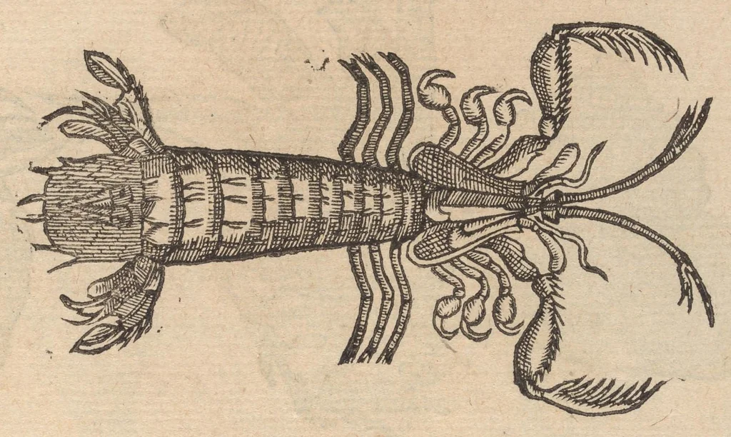 An illustration from Francisci Bovssveti Svrregiani doctoris medici, De natvra aqvatilivm carmen : in vniuersam Gvlielmi Rondeletii doctoris medici, & medicinae in schola Monspeliensi professoris regij celeberrimi historiae, quam de aquatilibus scripsit: Cum veris & natiuis eorum iconibus: Opusculum nunquàm hactenus typis excussum, 1558, leaf 245