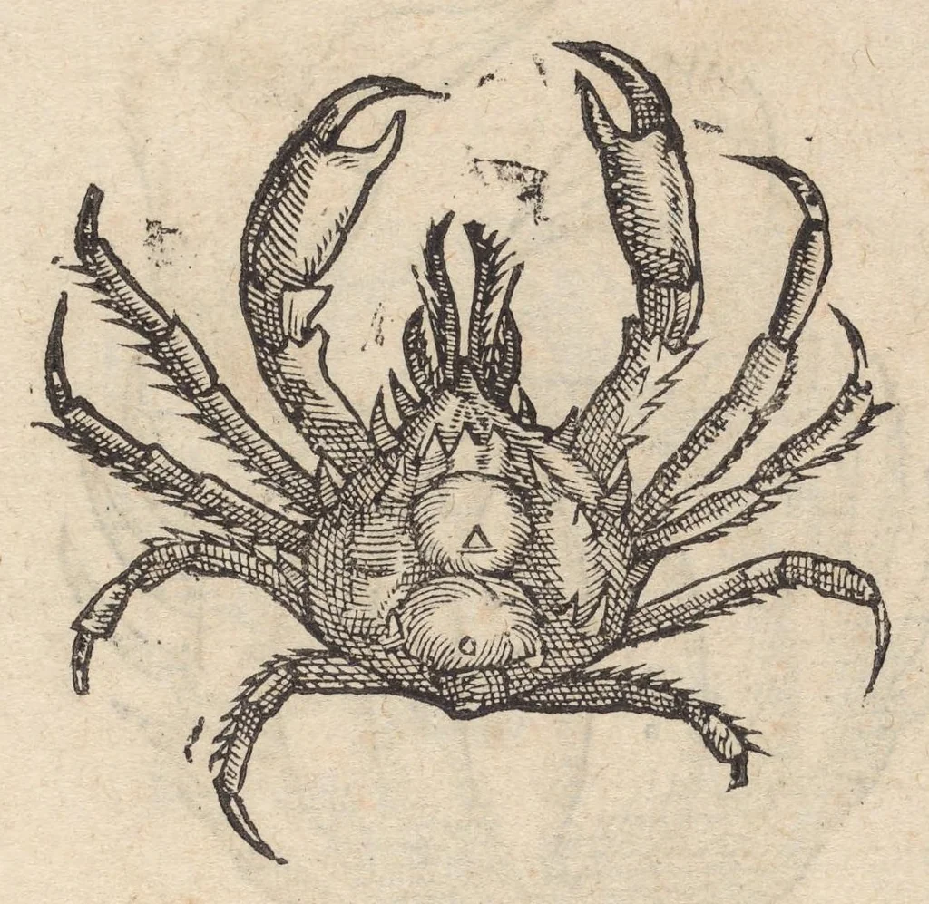 An illustration from Francisci Bovssveti Svrregiani doctoris medici, De natvra aqvatilivm carmen : in vniuersam Gvlielmi Rondeletii doctoris medici, & medicinae in schola Monspeliensi professoris regij celeberrimi historiae, quam de aquatilibus scripsit: Cum veris & natiuis eorum iconibus: Opusculum nunquàm hactenus typis excussum, 1558, leaf 249
