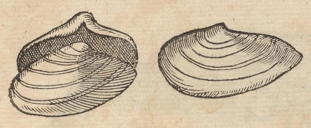 An illustration from Francisci Bovssveti Svrregiani doctoris medici, De natvra aqvatilivm carmen : in vniuersam Gvlielmi Rondeletii doctoris medici, & medicinae in schola Monspeliensi professoris regij celeberrimi historiae, quam de aquatilibus scripsit: Cum veris & natiuis eorum iconibus: Opusculum nunquàm hactenus typis excussum, 1558, leaf 271