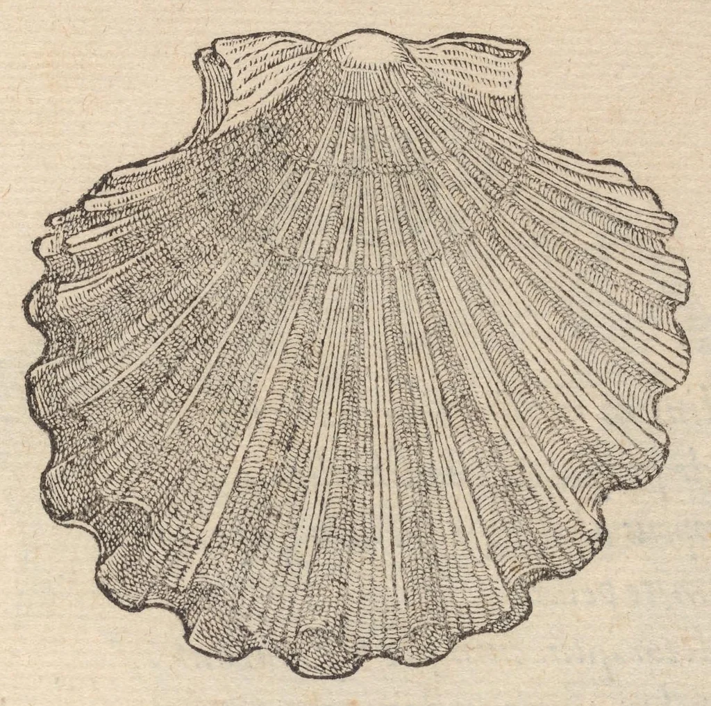 An illustration from Francisci Bovssveti Svrregiani doctoris medici, De natvra aqvatilivm carmen : in vniuersam Gvlielmi Rondeletii doctoris medici, & medicinae in schola Monspeliensi professoris regij celeberrimi historiae, quam de aquatilibus scripsit: Cum veris & natiuis eorum iconibus: Opusculum nunquàm hactenus typis excussum, 1558, leaf 275