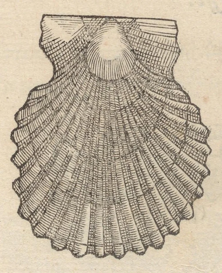 An illustration from Francisci Bovssveti Svrregiani doctoris medici, De natvra aqvatilivm carmen : in vniuersam Gvlielmi Rondeletii doctoris medici, & medicinae in schola Monspeliensi professoris regij celeberrimi historiae, quam de aquatilibus scripsit: Cum veris & natiuis eorum iconibus: Opusculum nunquàm hactenus typis excussum, 1558, leaf 275