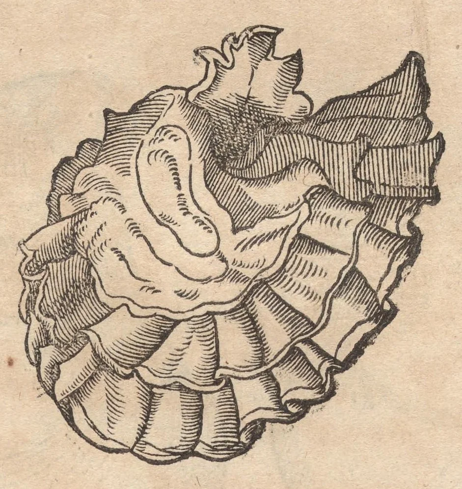 An illustration from Francisci Bovssveti Svrregiani doctoris medici, De natvra aqvatilivm carmen : in vniuersam Gvlielmi Rondeletii doctoris medici, & medicinae in schola Monspeliensi professoris regij celeberrimi historiae, quam de aquatilibus scripsit: Cum veris & natiuis eorum iconibus: Opusculum nunquàm hactenus typis excussum, 1558, leaf 290
