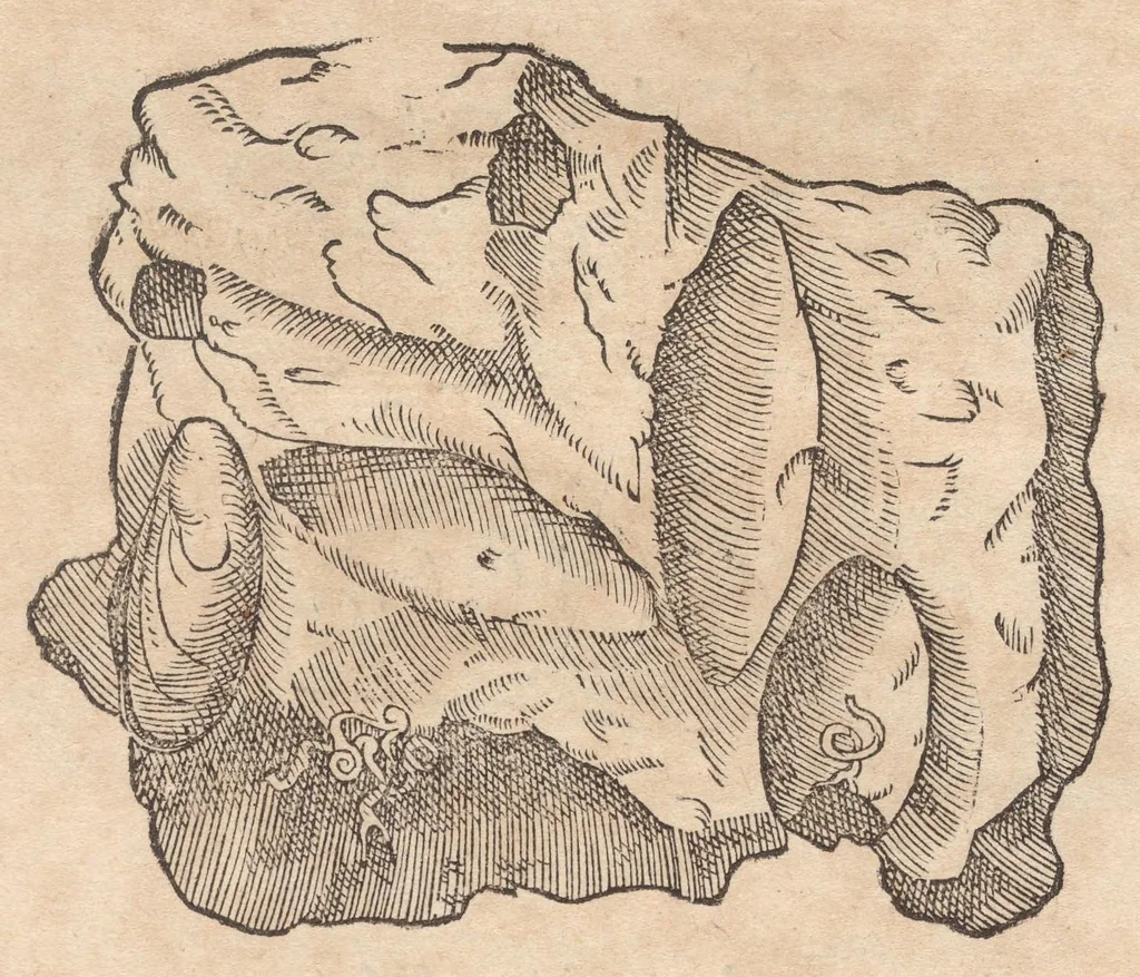 An illustration from Francisci Bovssveti Svrregiani doctoris medici, De natvra aqvatilivm carmen : in vniuersam Gvlielmi Rondeletii doctoris medici, & medicinae in schola Monspeliensi professoris regij celeberrimi historiae, quam de aquatilibus scripsit: Cum veris & natiuis eorum iconibus: Opusculum nunquàm hactenus typis excussum, 1558, leaf 294