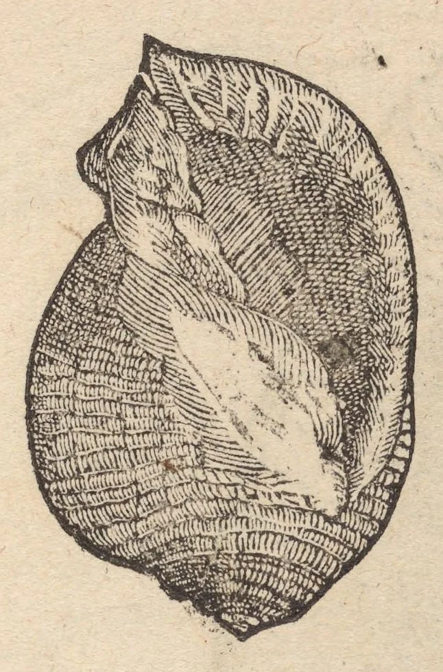 An illustration from Francisci Bovssveti Svrregiani doctoris medici, De natvra aqvatilivm carmen : in vniuersam Gvlielmi Rondeletii doctoris medici, & medicinae in schola Monspeliensi professoris regij celeberrimi historiae, quam de aquatilibus scripsit: Cum veris & natiuis eorum iconibus: Opusculum nunquàm hactenus typis excussum, 1558, leaf 305