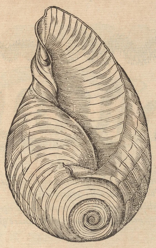 An illustration from Francisci Bovssveti Svrregiani doctoris medici, De natvra aqvatilivm carmen : in vniuersam Gvlielmi Rondeletii doctoris medici, & medicinae in schola Monspeliensi professoris regij celeberrimi historiae, quam de aquatilibus scripsit: Cum veris & natiuis eorum iconibus: Opusculum nunquàm hactenus typis excussum, 1558, leaf 319