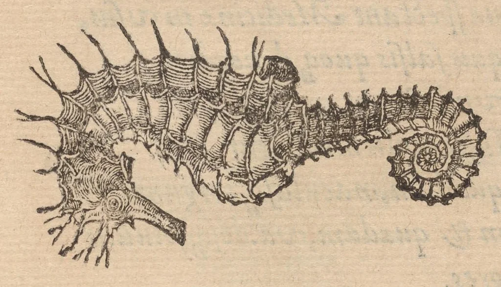 An illustration from Francisci Bovssveti Svrregiani doctoris medici, De natvra aqvatilivm carmen : in vniuersam Gvlielmi Rondeletii doctoris medici, & medicinae in schola Monspeliensi professoris regij celeberrimi historiae, quam de aquatilibus scripsit: Cum veris & natiuis eorum iconibus: Opusculum nunquàm hactenus typis excussum, 1558, leaf 325