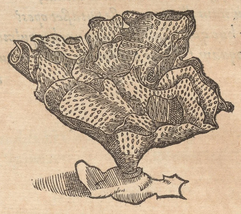 An illustration from Francisci Bovssveti Svrregiani doctoris medici, De natvra aqvatilivm carmen : in vniuersam Gvlielmi Rondeletii doctoris medici, & medicinae in schola Monspeliensi professoris regij celeberrimi historiae, quam de aquatilibus scripsit: Cum veris & natiuis eorum iconibus: Opusculum nunquàm hactenus typis excussum, 1558, leaf 340