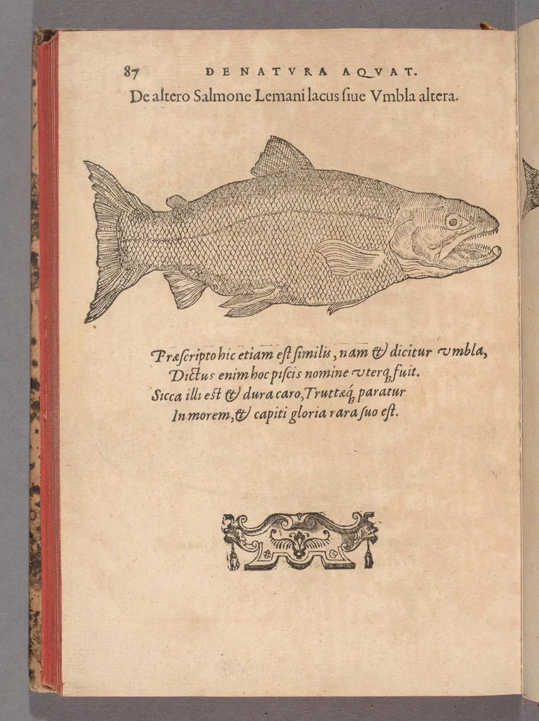 An illustration from Francisci Bovssveti Svrregiani doctoris medici, De natvra aqvatilivm carmen : in vniuersam Gvlielmi Rondeletii doctoris medici, & medicinae in schola Monspeliensi professoris regij celeberrimi historiae, quam de aquatilibus scripsit: Cum veris & natiuis eorum iconibus: Opusculum nunquàm hactenus typis excussum, 1558, leaf 354