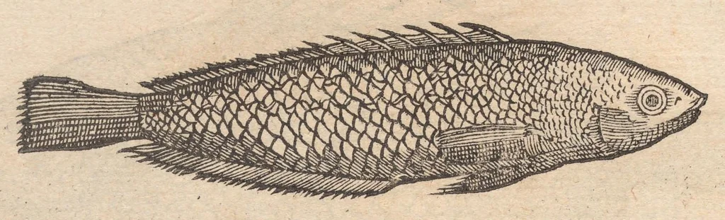 An illustration from Francisci Bovssveti Svrregiani doctoris medici, De natvra aqvatilivm carmen : in vniuersam Gvlielmi Rondeletii doctoris medici, & medicinae in schola Monspeliensi professoris regij celeberrimi historiae, quam de aquatilibus scripsit: Cum veris & natiuis eorum iconibus: Opusculum nunquàm hactenus typis excussum, 1558, leaf 68