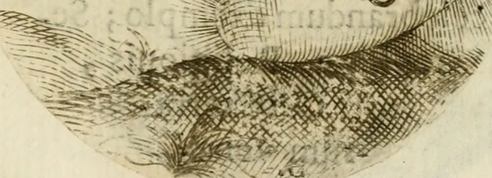 An illustration from Francisci Ponae Cardiomorphoseos, siue, Ex corde desumpta emblemata sacra, 1645, leaf 204