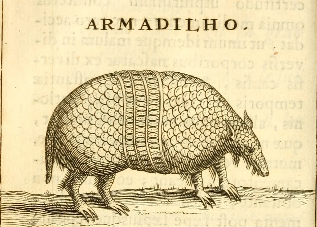 An illustration from Francisci Redi, nobilis Aretini, Experimenta circa res diversas naturales, speciatim illas, quae ex Indiis adferuntur. Ex Italico Latinitate donata, 1675, leaf 107
