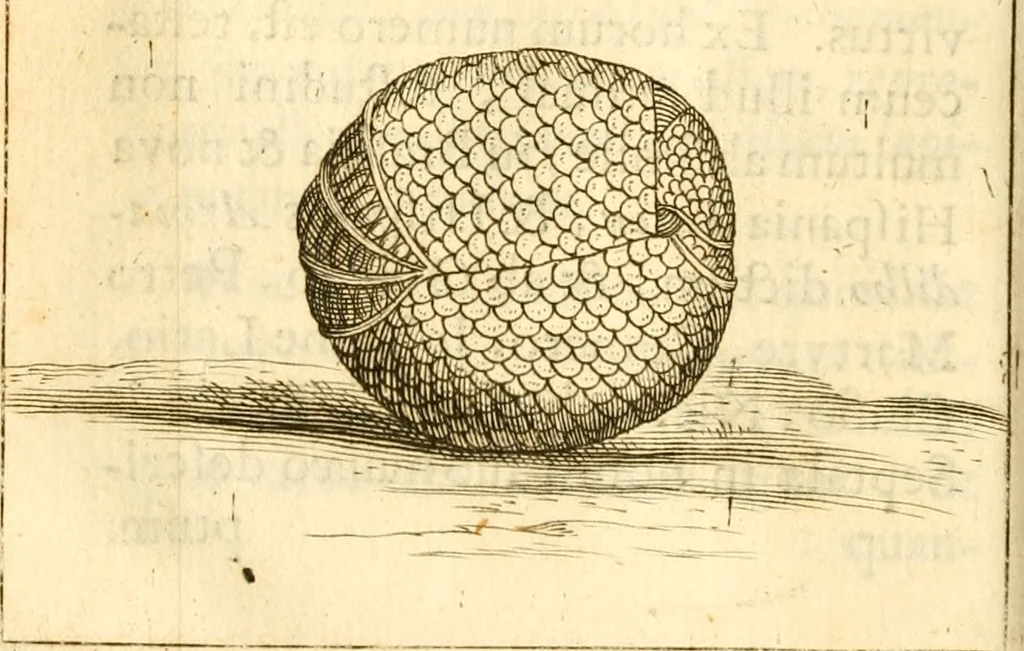 An illustration from Francisci Redi, nobilis Aretini, Experimenta circa res diversas naturales, speciatim illas, quae ex Indiis adferuntur. Ex Italico Latinitate donata, 1675, leaf 107