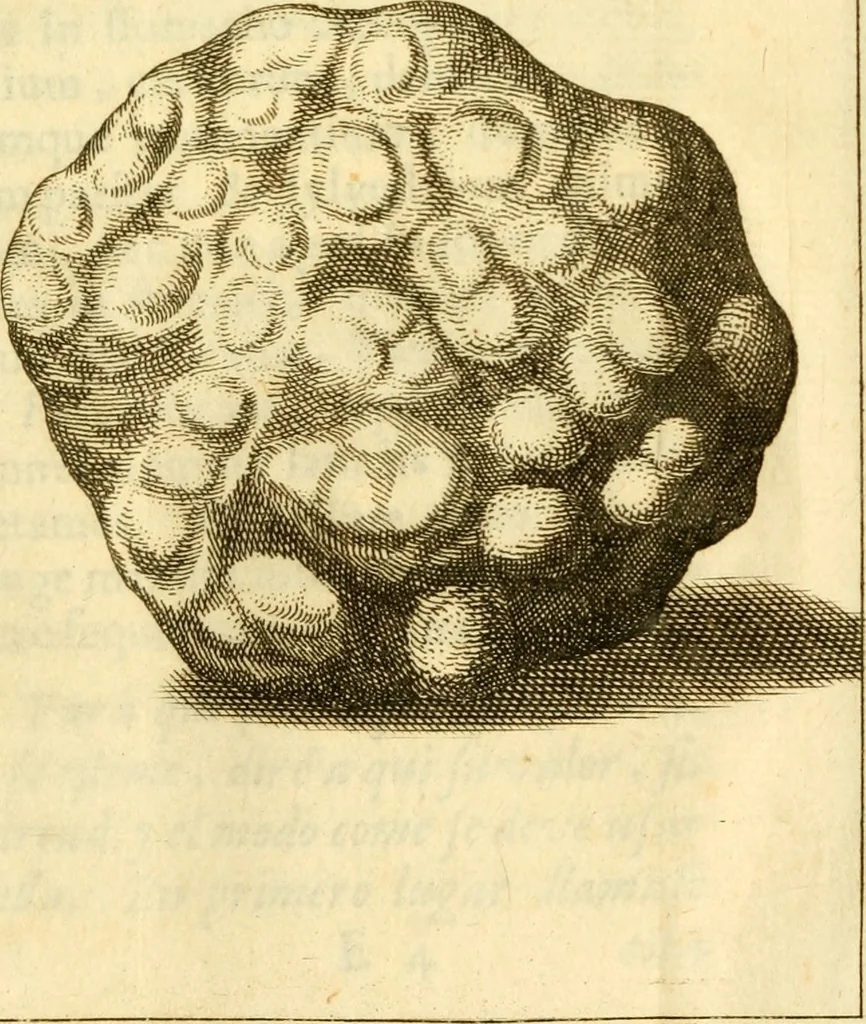 An illustration from Francisci Redi, nobilis Aretini, Experimenta circa res diversas naturales, speciatim illas, quae ex Indiis adferuntur. Ex Italico Latinitate donata, 1675, leaf 122