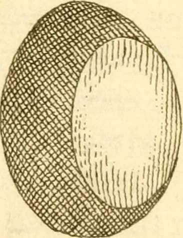 An illustration from Francisci Redi, nobilis Aretini, Experimenta circa res diversas naturales, speciatim illas, quae ex Indiis adferuntur. Ex Italico Latinitate donata, 1675, leaf 15