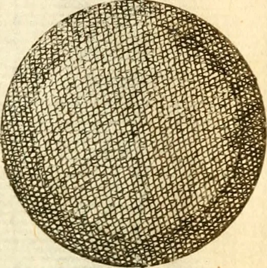 An illustration from Francisci Redi, nobilis Aretini, Experimenta circa res diversas naturales, speciatim illas, quae ex Indiis adferuntur. Ex Italico Latinitate donata, 1675, leaf 15