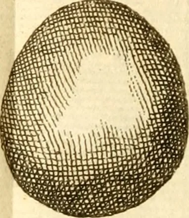 An illustration from Francisci Redi, nobilis Aretini, Experimenta circa res diversas naturales, speciatim illas, quae ex Indiis adferuntur. Ex Italico Latinitate donata, 1675, leaf 15