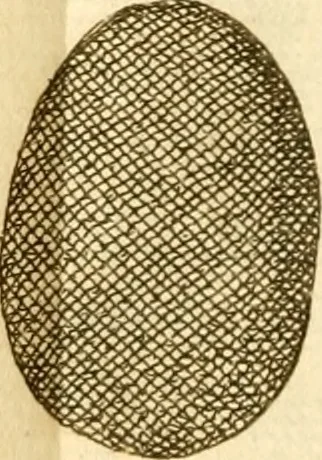 An illustration from Francisci Redi, nobilis Aretini, Experimenta circa res diversas naturales, speciatim illas, quae ex Indiis adferuntur. Ex Italico Latinitate donata, 1675, leaf 15