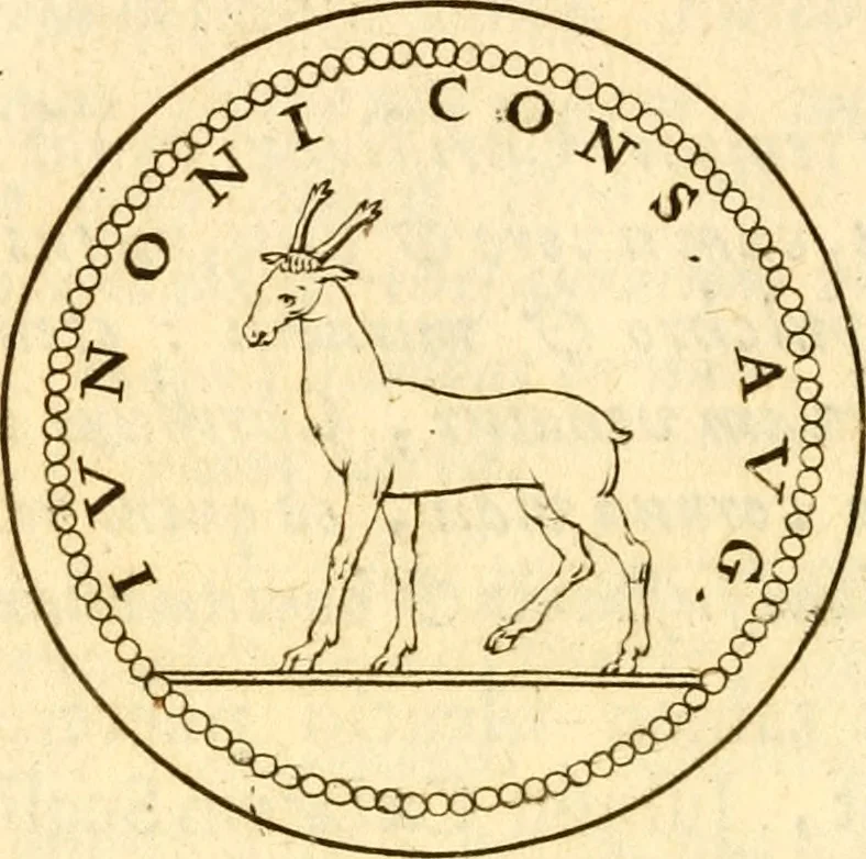 An illustration from Francisci Redi, nobilis Aretini, Experimenta circa res diversas naturales, speciatim illas, quae ex Indiis adferuntur. Ex Italico Latinitate donata, 1675, leaf 173