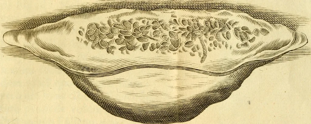 An illustration from Francisci Redi, nobilis Aretini, Experimenta circa res diversas naturales, speciatim illas, quae ex Indiis adferuntur. Ex Italico Latinitate donata, 1675, leaf 188