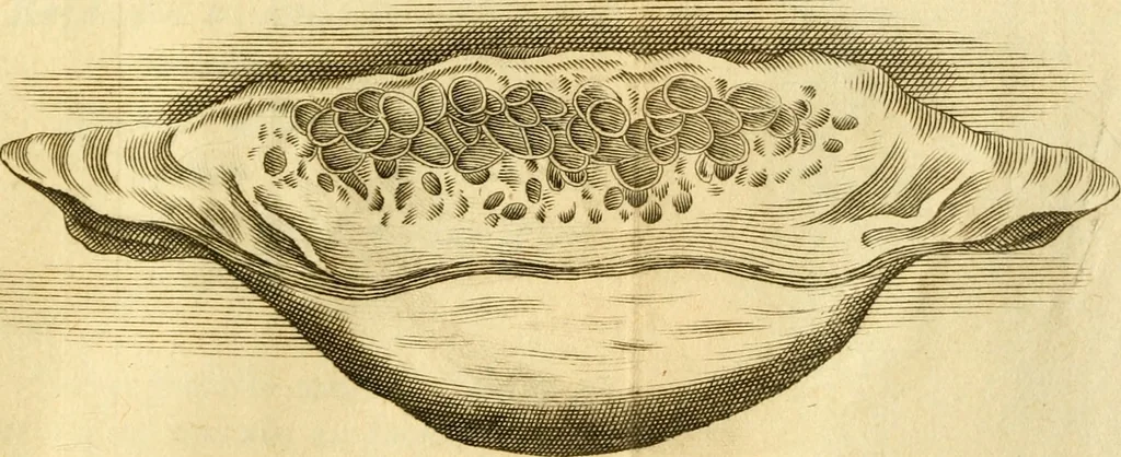 An illustration from Francisci Redi, nobilis Aretini, Experimenta circa res diversas naturales, speciatim illas, quae ex Indiis adferuntur. Ex Italico Latinitate donata, 1675, leaf 188