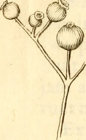 An illustration from Francisci Redi, nobilis Aretini, Experimenta circa res diversas naturales, speciatim illas, quae ex Indiis adferuntur. Ex Italico Latinitate donata, 1675, leaf 193
